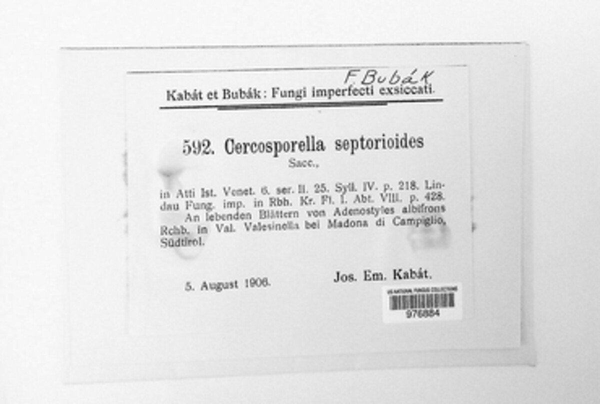 Pseudocercosporella septorioides image